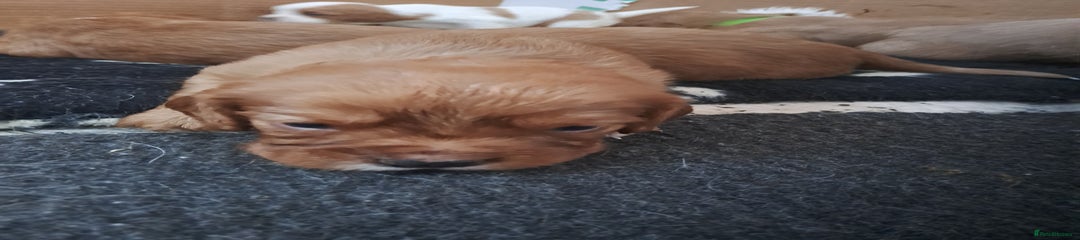 Cockalier Puppy 4