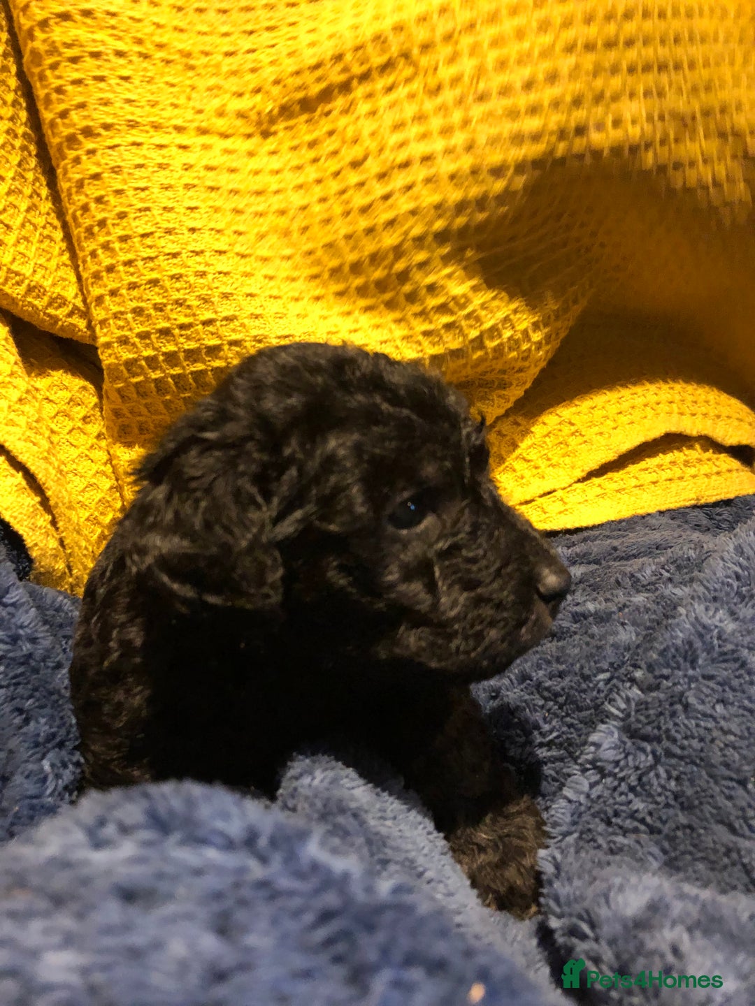 Labradoodle dogs for sale: READY NOW TOP QUALITY Standard F1 Labradoodles - Advert 28