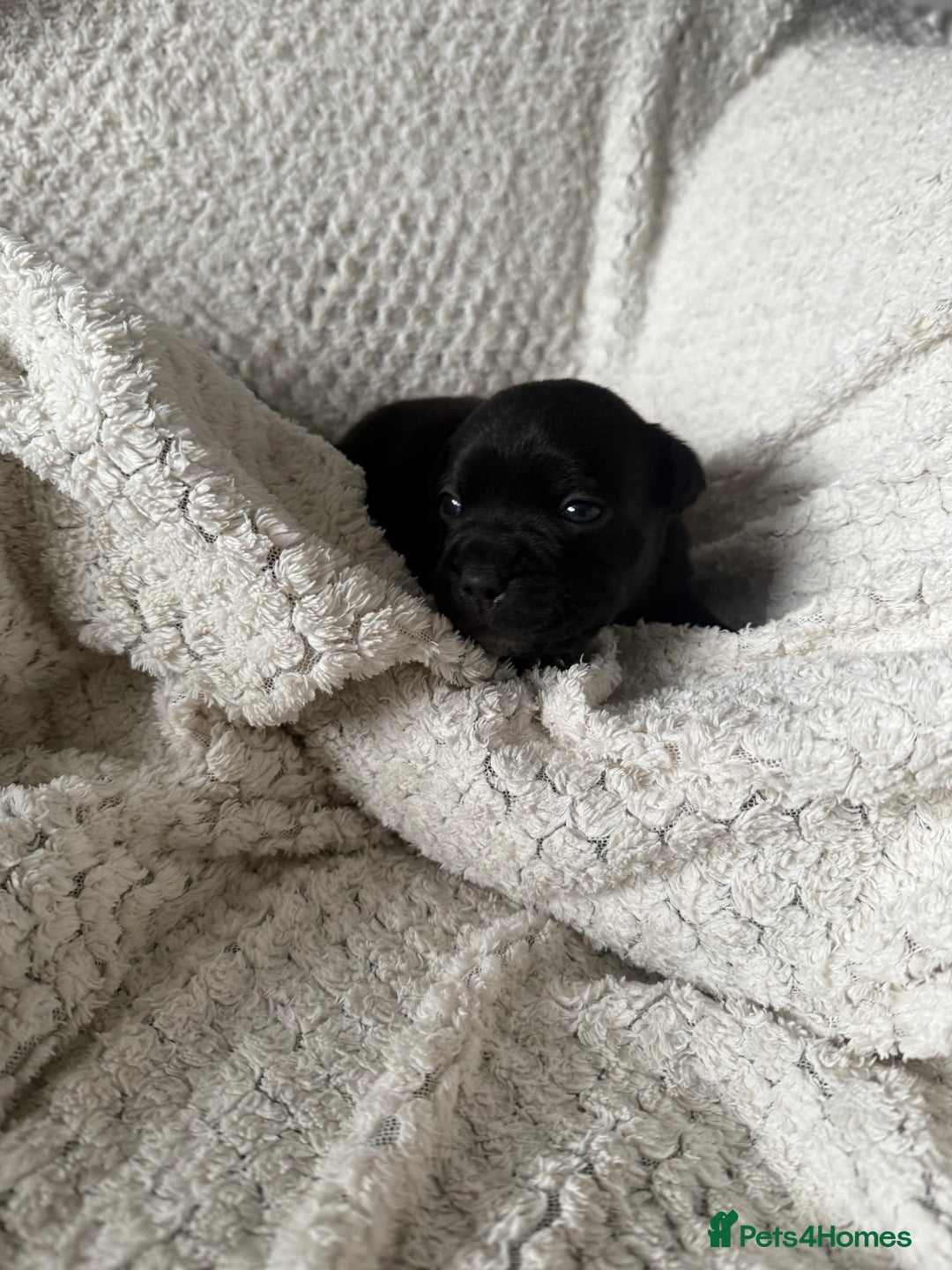 Staffordshire Bull Terrier dogs for sale: Six blue and black Staffordshire bull terriers  - Advert 15