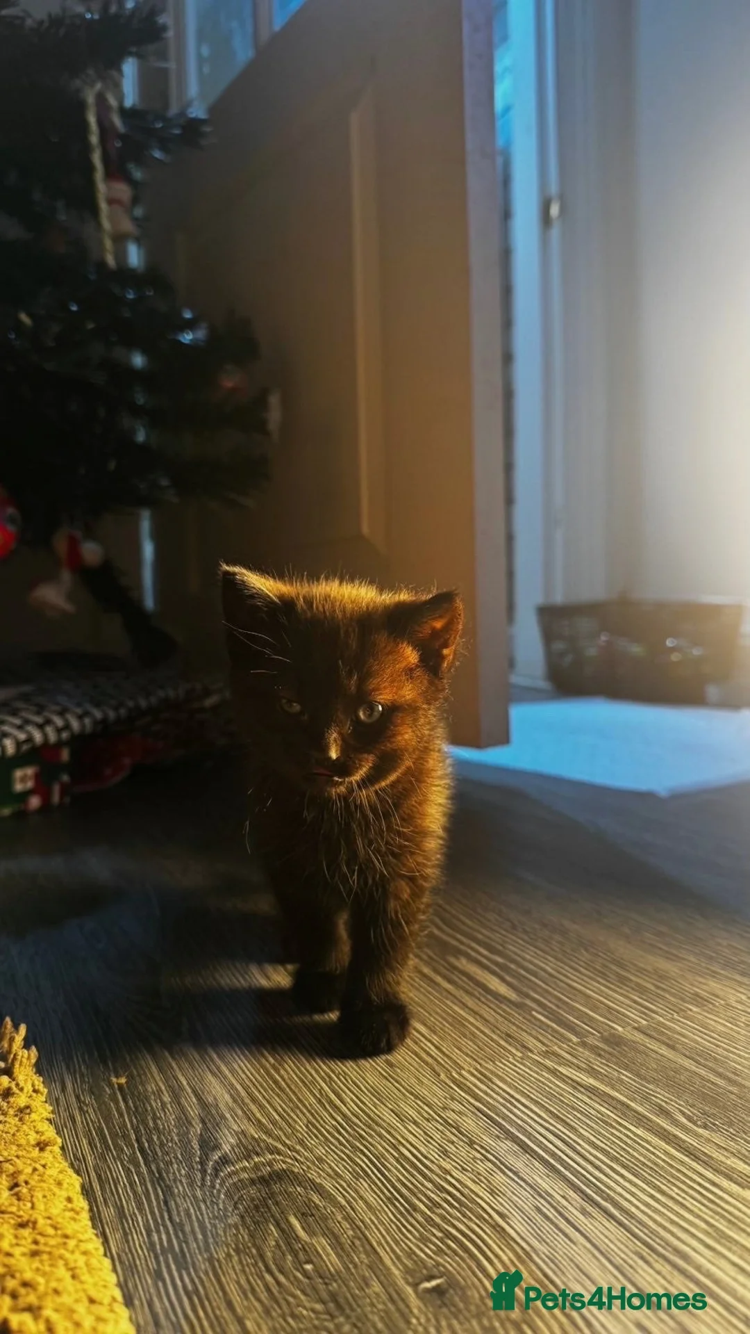 Mixed Breed cats for sale: Beautiful girl Lady - Advert 2