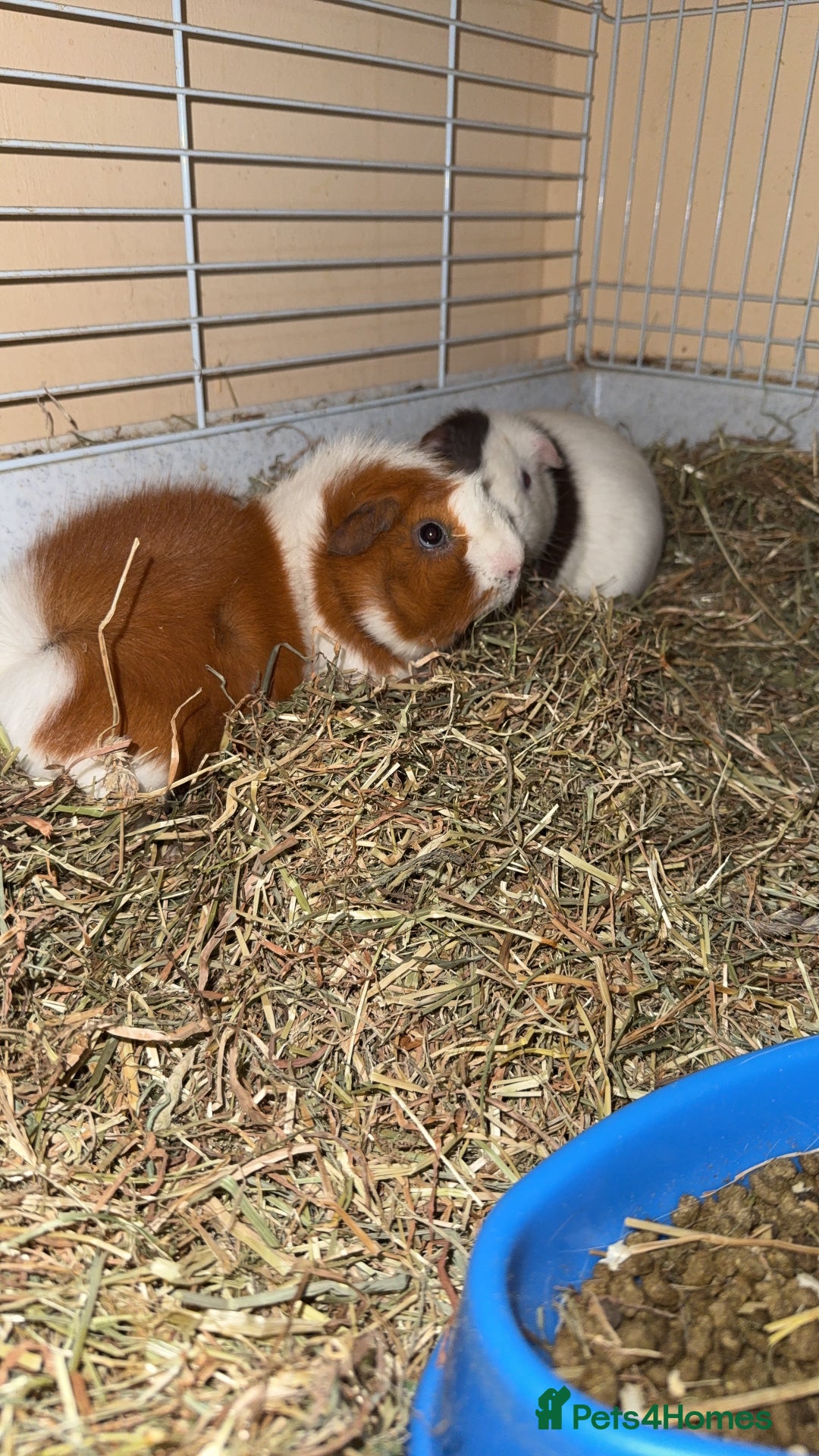 Guinea Pig rodents for sale: Two males  - Image 4