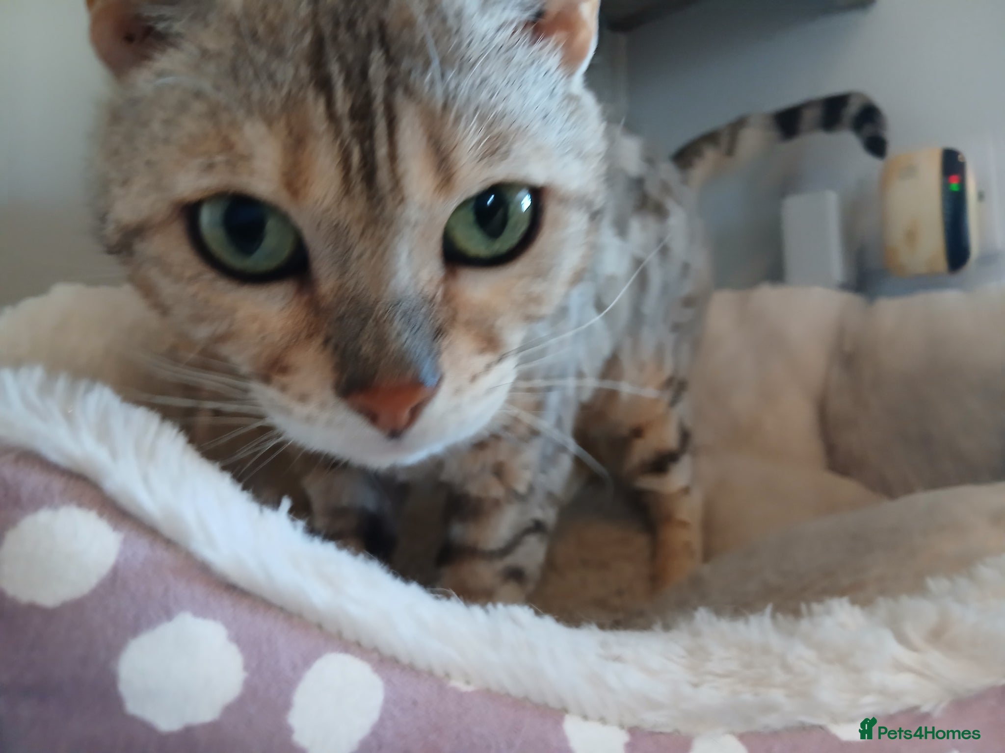 Bengal cats Winnie - Advert 18