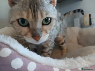 Bengal cats Winnie - Advert 1