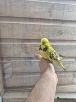 Budgerigars birds in Derby - Advert 3