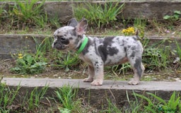 French Bulldog dogs for sale: Stunning blue & lilac merle READY for new homes 🏡 - Image 15