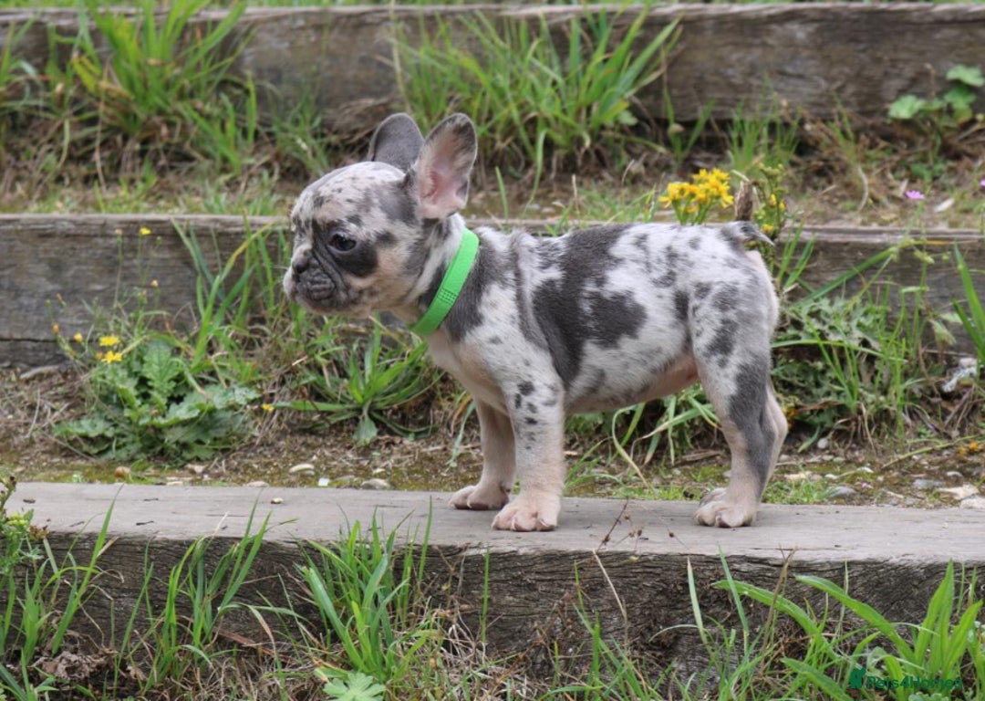 French Bulldog dogs for sale: Stunning blue & lilac merle READY for new homes 🏡 - Image 15