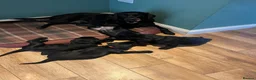 Labrador Retriever dogs for sale: Labrador puppy 🐶  - Advert 7