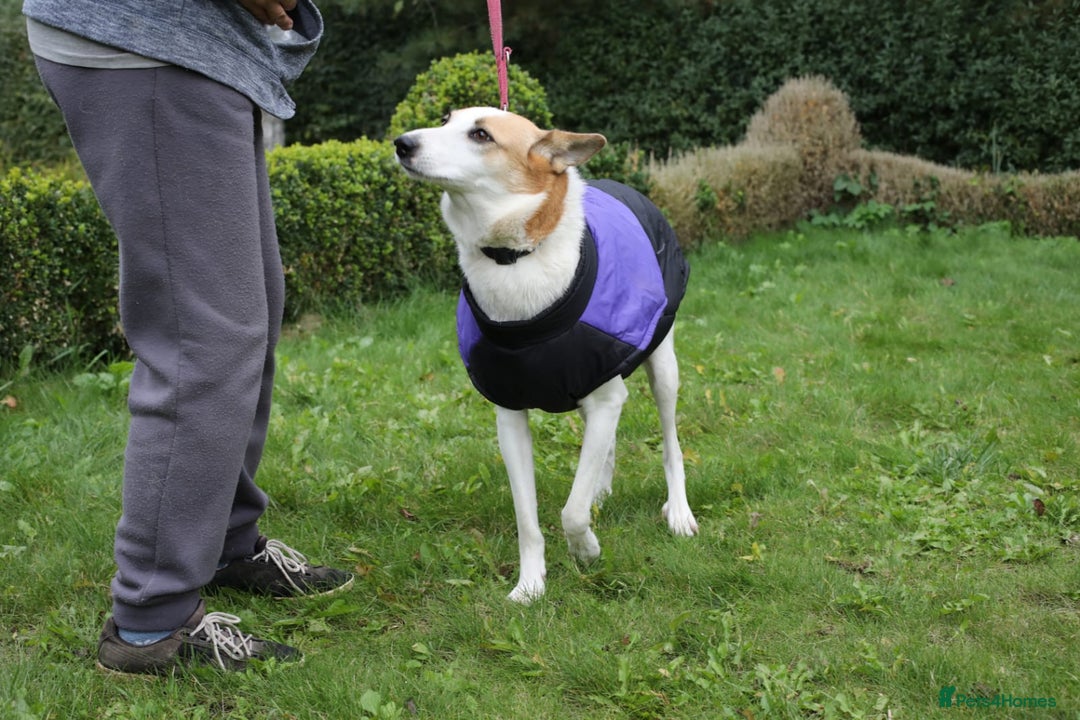 Mixed Breed dogs for adoption: 💖🐶 ALAYA 🐶💖 - Image 32