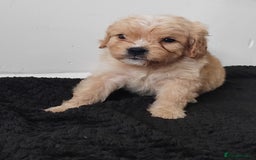 Cavapoo dogs for sale: Adorable cavapoo puppies - Image 3