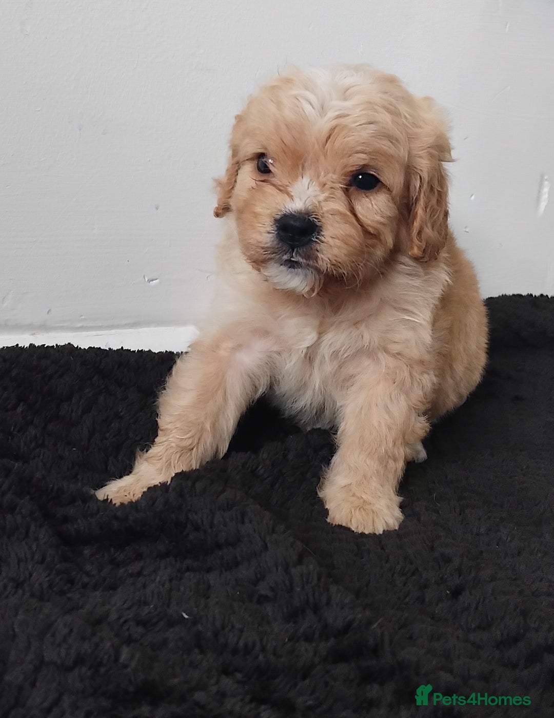 Cavapoo dogs for sale: Adorable cavapoo puppies - Image 3