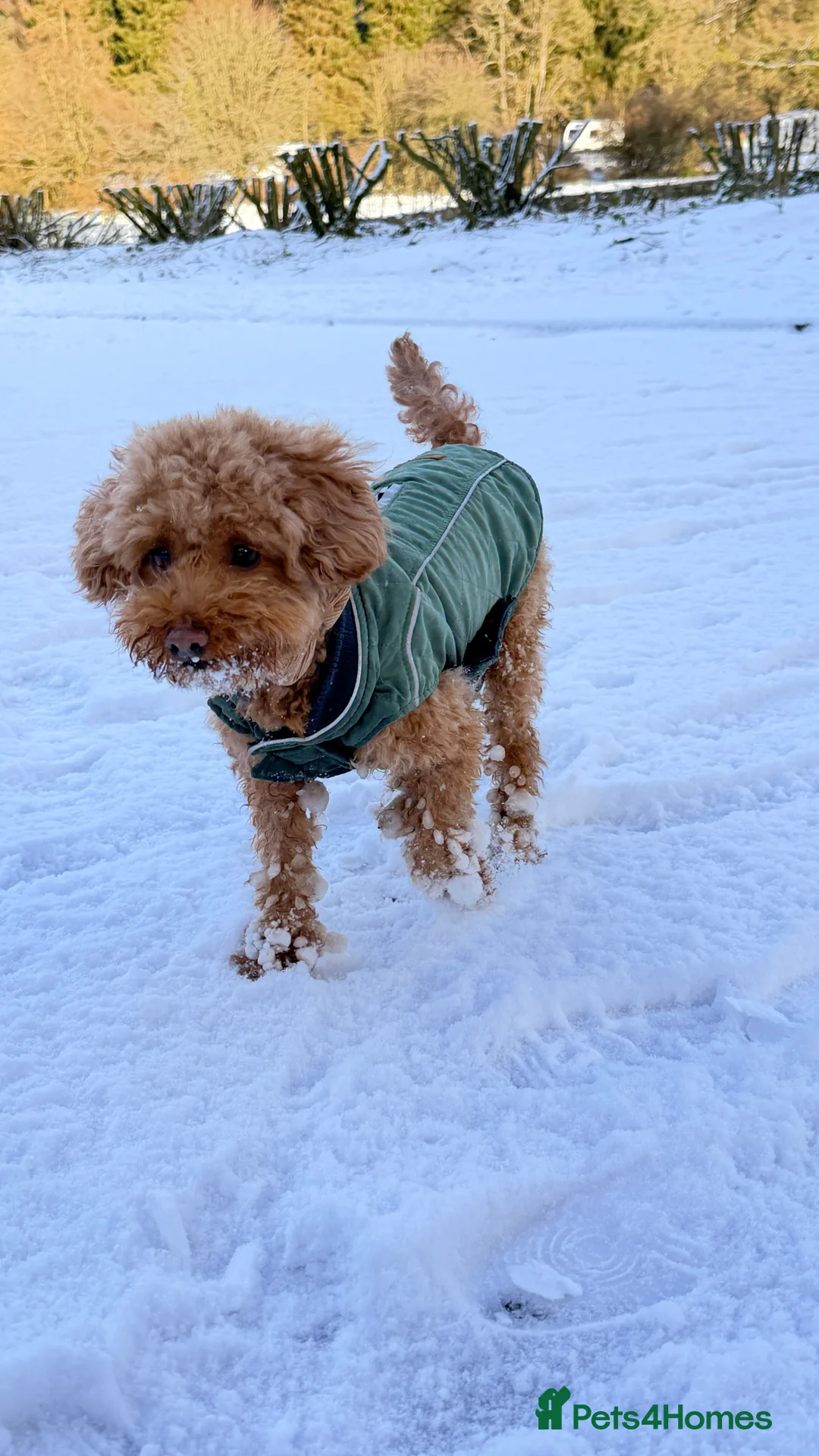 Toy Poodle dogs for sale: Toy poodles  in Dungannon - Advert 1