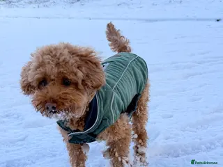 Toy Poodle dogs Toy poodles in Dungannon - Advert 2