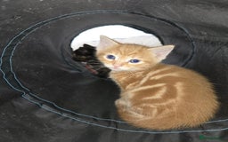 Ragdoll cats for sale: Ragdoll bengal mix  - Image 1