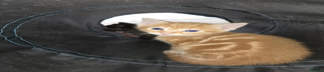 Kitten 3