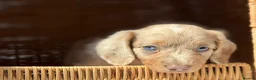 Miniature Dachshund dogs for sale: KC STUNNING COLOURED BLUE EYED SMOOTH & LONG COATS - Advert 10