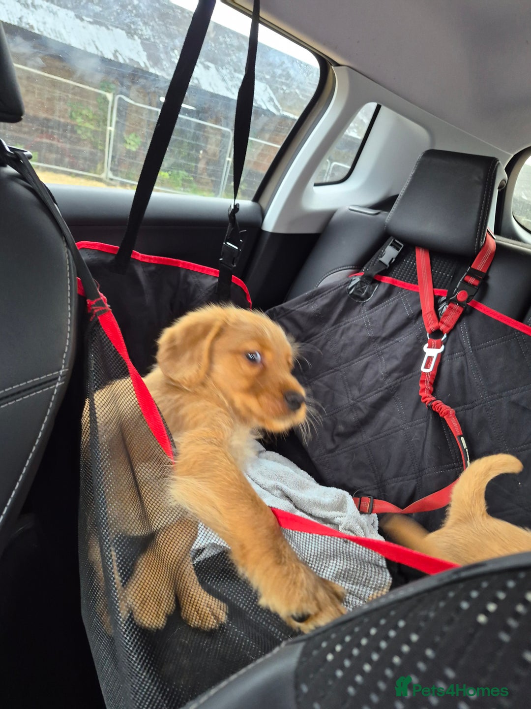 Labradoodle dogs for sale: Ready now gorgeous labradoodle puppies 3 boys - Image 5