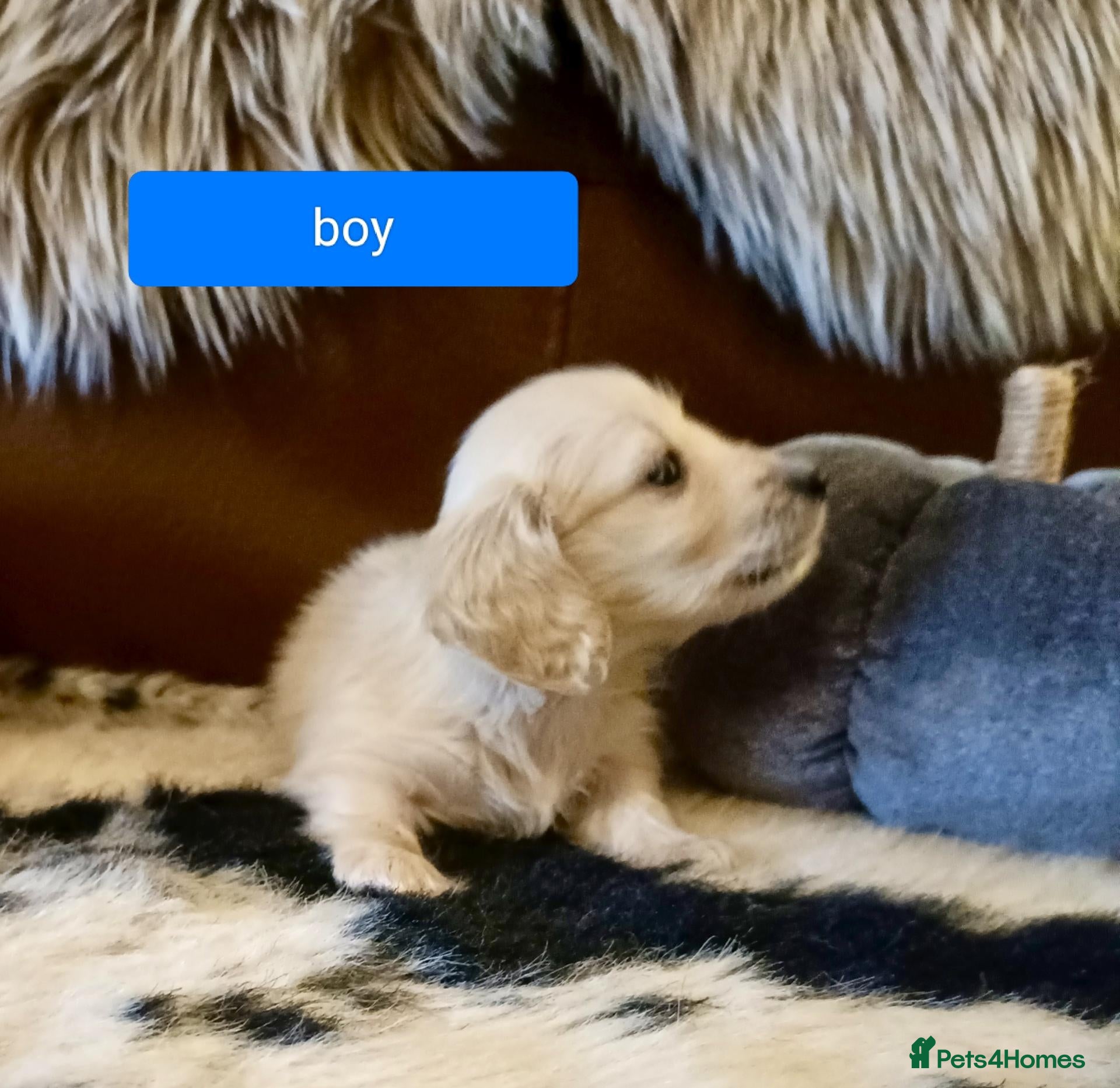Miniature Dachshund dogs Quality home reared to make perfect pets - Advert 1
