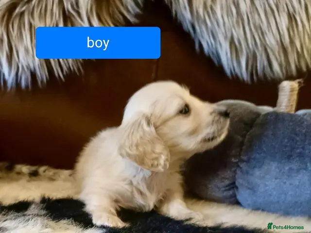 Miniature Dachshund dogs Quality home reared to make perfect pets - Advert 6