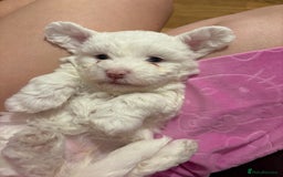 Bichon Frise dogs for sale:  bichon puppies for sale  - Advert 7