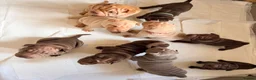 Shar Pei dogs for sale: Sharpei Puppies for sale  - Advert 5