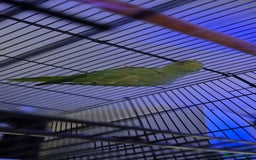 Ringnecks birds for sale: Female Green Indian Ringneck - Image 2