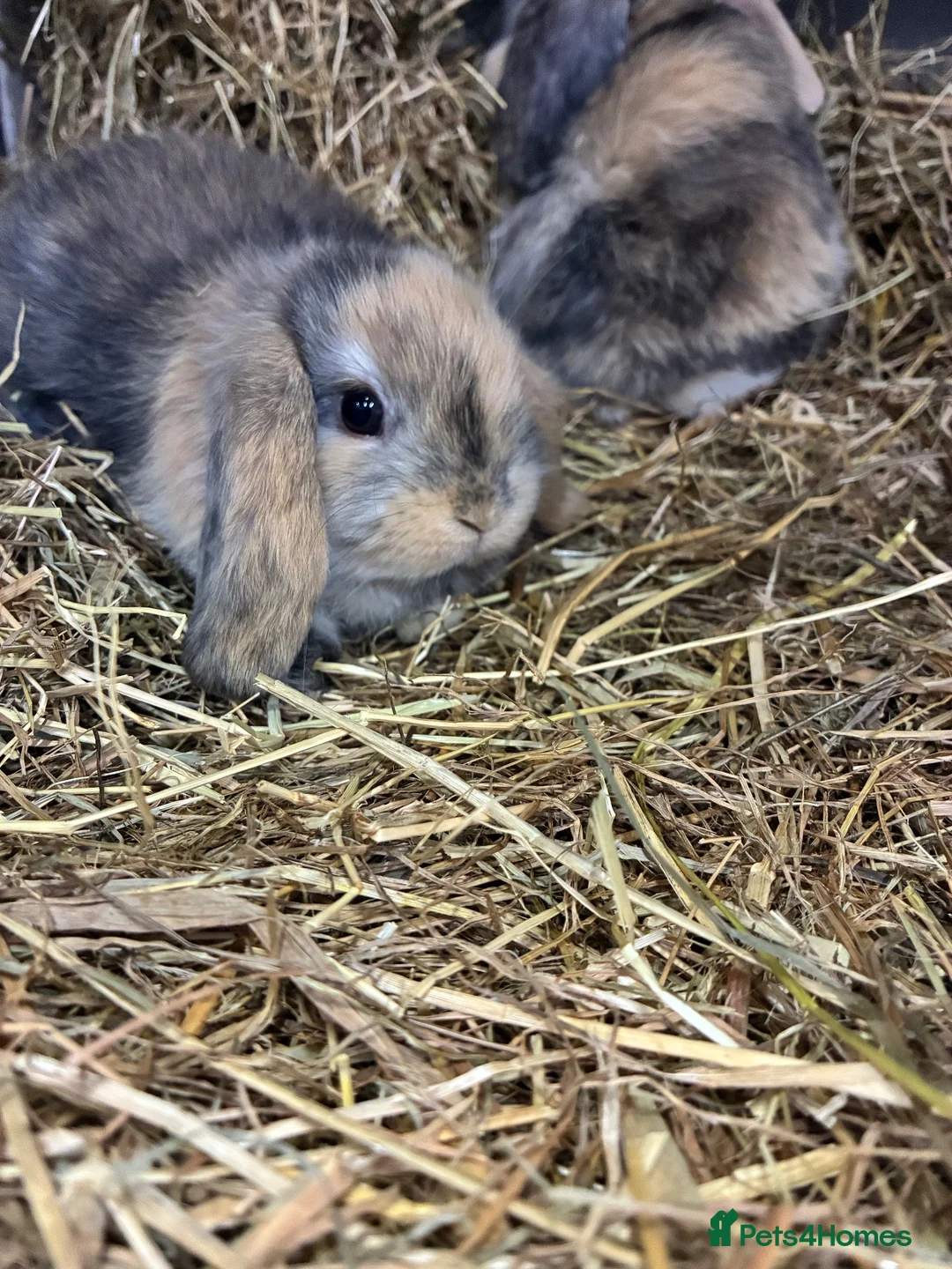 Mini Lop rabbits for sale: Mini Lop Bunnies in Mansfield - Advert 2