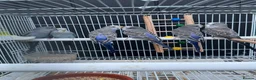 Budgerigars birds for sale: Beautiful budgies mutation job lot  - Advert 9