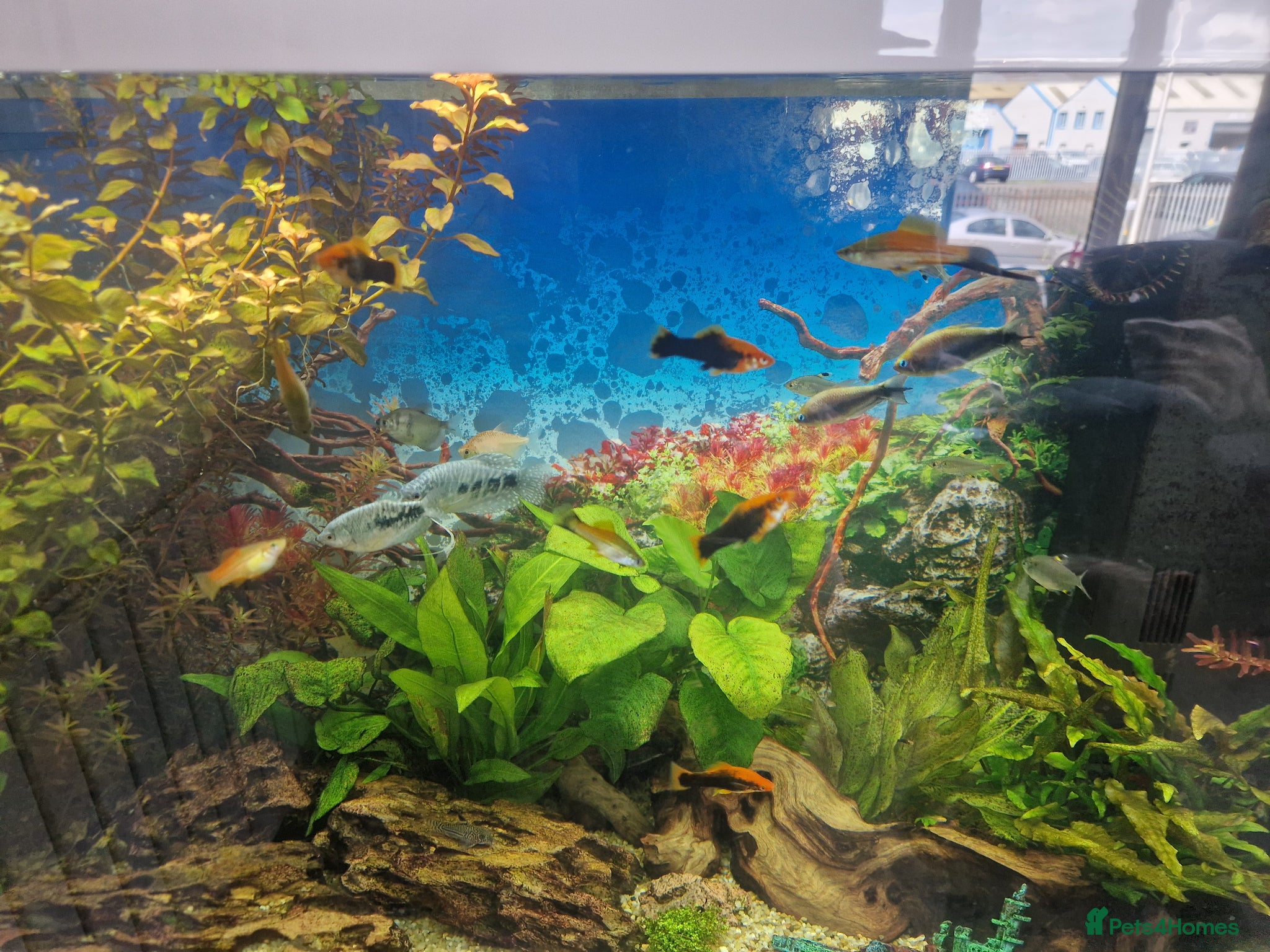 Swordtails fish Tropical fish for sale - Advert 1