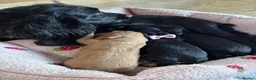 Cocker Spaniel dogs for sale: Kc reg working cocker boy puppy dna clear - Advert 2