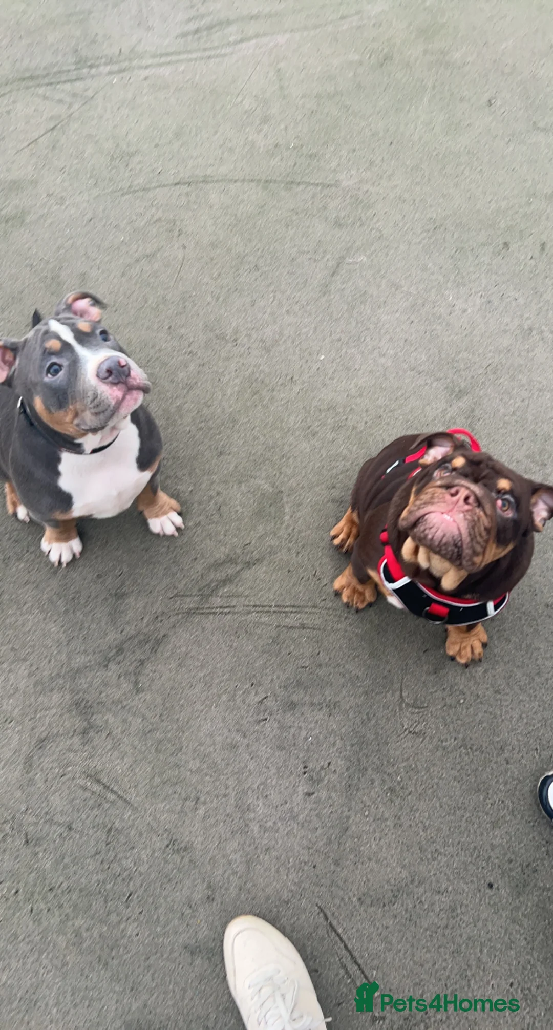 American Bully dogs for stud: Pocket bully for stud - Advert 12