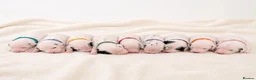 Dalmatian dogs for sale: Beautiful KC Registered Dalmatian Puppies - Advert 1