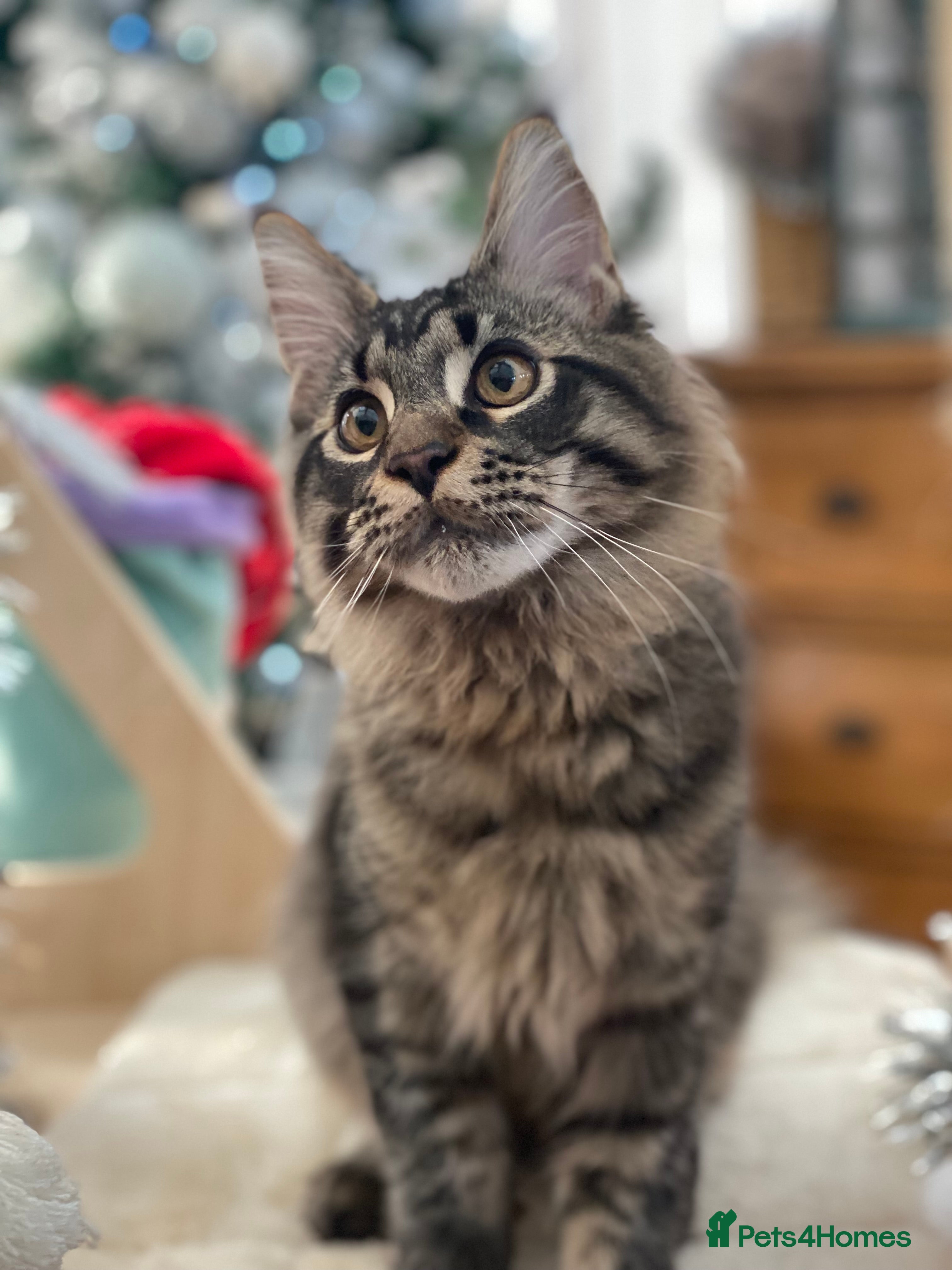 Maine Coon cats PEDIGREE Maine coon kittens - Advert 18