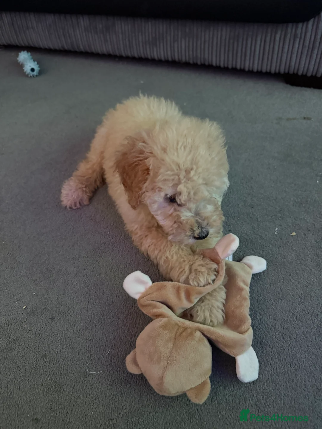 Miniature Poodle dogs for sale: Toy poodle  - Advert 4