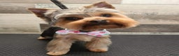 Yorkshire Terrier dogs for stud: Dog for stud  in Retford - Advert 2