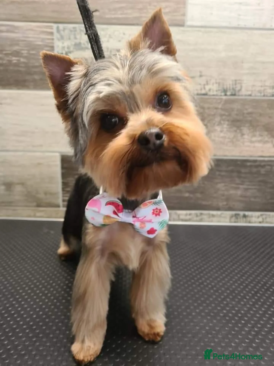 Yorkshire Terrier dogs for stud: Dog for stud  in Retford - Advert 2
