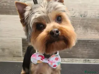 Yorkshire Terrier dogs Dog for stud - Advert 13