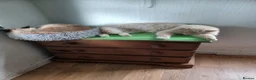 Ragdoll cats for stud: 🐱 Stud Available – Ragdoll (West Midlands) in Birmingham - Advert 3