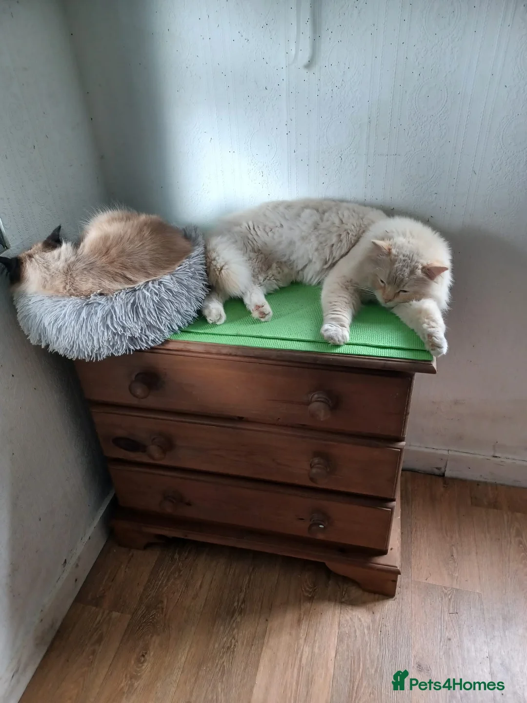Ragdoll cats for stud: 🐱 Stud Available – Ragdoll (West Midlands) in Birmingham - Advert 3