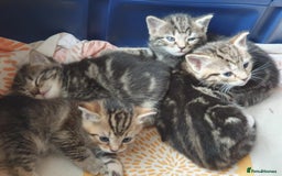 Mixed Breed cats for sale: Cute kittens  - Image 4