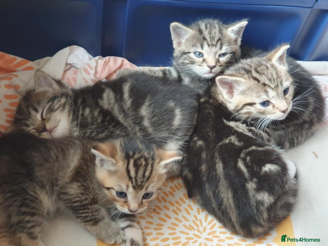 Mixed Breed cats for sale: Cute kittens  - Image 4