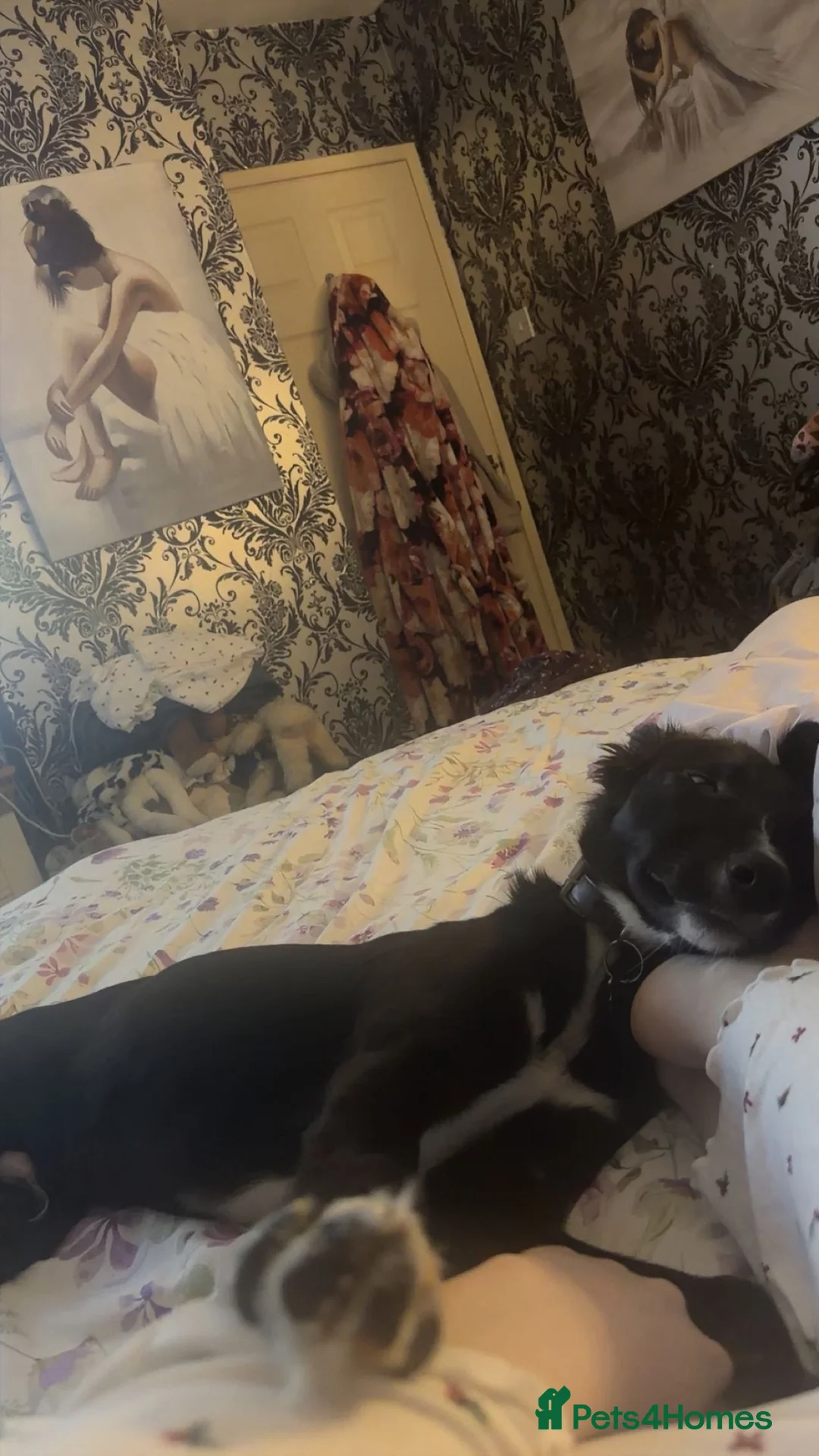 Mixed Breed dogs for sale: lovely greyhound/border collie in Beverley - Advert 2