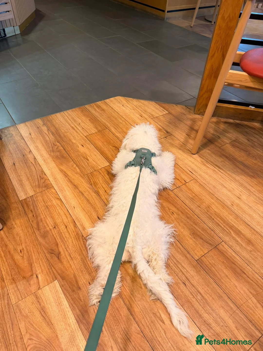 Cockapoo dogs for sale: Cockapoo  - Advert 2