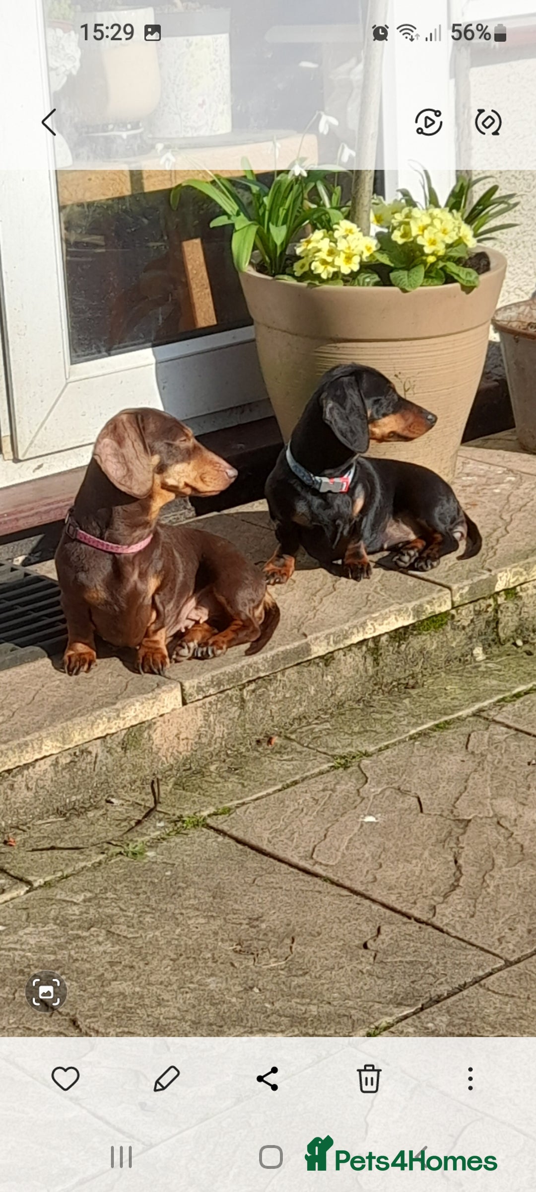 Miniature Dachshund dogs for sale: Smooth haired minature dacshund  - Image 2
