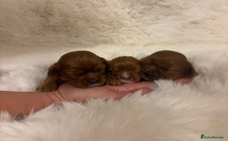 Cavalier King Charles Spaniel dogs Extensively health tested cute Cavalier puppy’s  - Advert 3