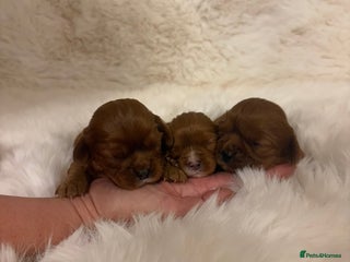 Cavalier King Charles Spaniel dogs Extensively health tested cute Cavalier puppy’s - Advert 1