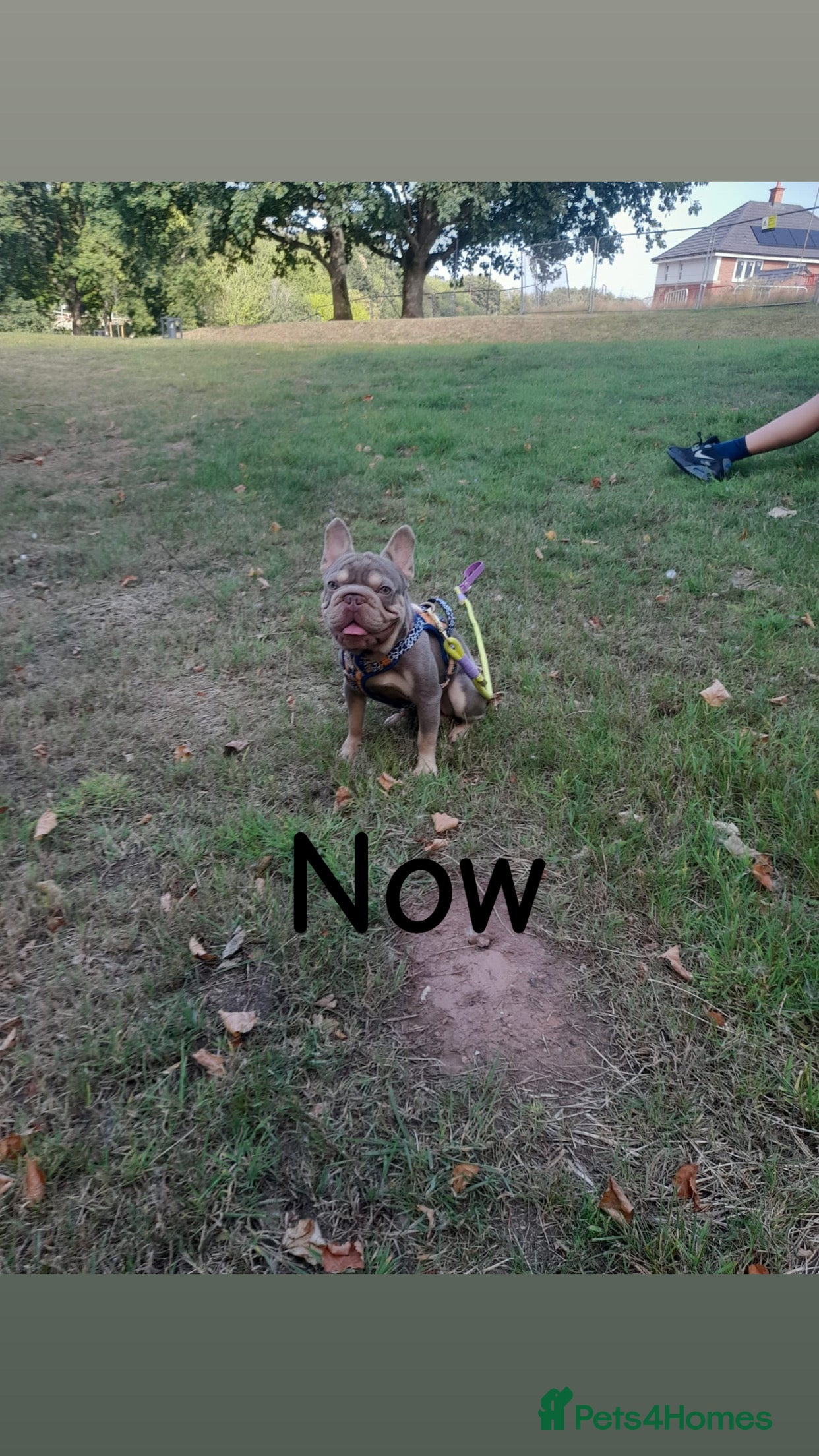 French Bulldog dogs Big rope Isabella tan French bulldog  - Advert 1