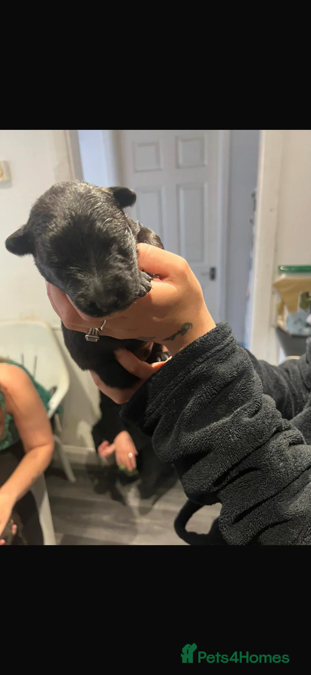 Belgian Shepherd Dog dogs for sale: Male Black Belgian Malinois pup  - Advert 5