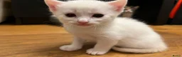 Mixed Breed cats for sale: Stunning, Friendly Ragdoll Cross Kittens - Advert 14
