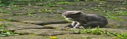Mixed Breed cats for sale: Tiny grey barn kitten - Advert 1