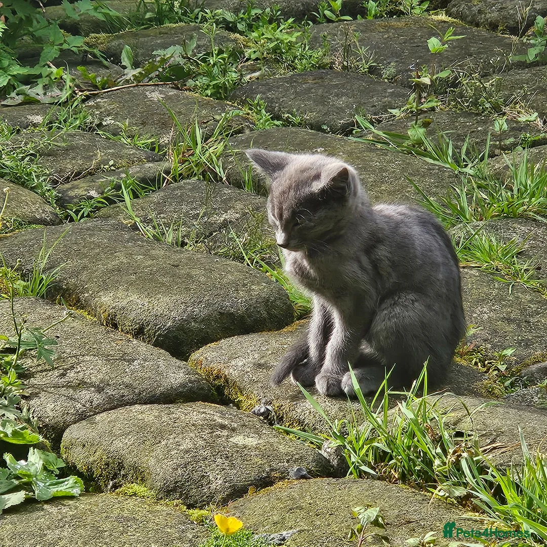 Mixed Breed cats for sale: Tiny grey barn kitten - Advert 1